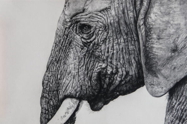 Untitled (Elephant)